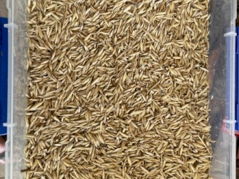 Taipan grazing oats seed