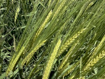 Newton grazing barley 