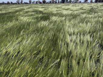 Newton grazing barley 