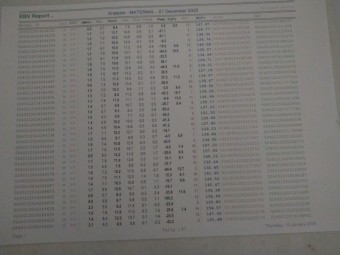 Border Leicester rams