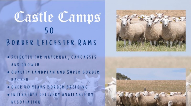 Border Leicester rams