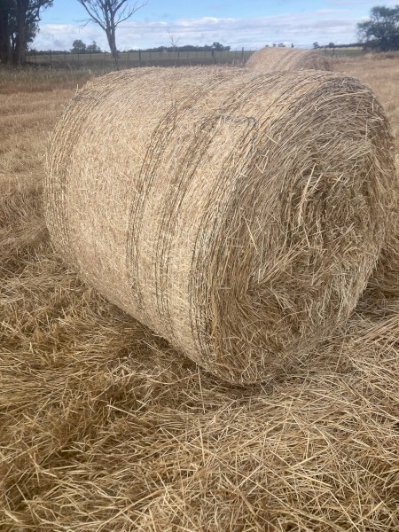 New Season Oaten Hay - 4ft x 4ft bales