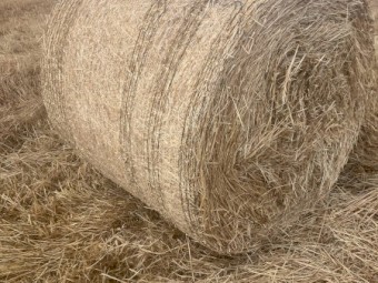 New Season Oaten Hay - 4ft x 4ft bales