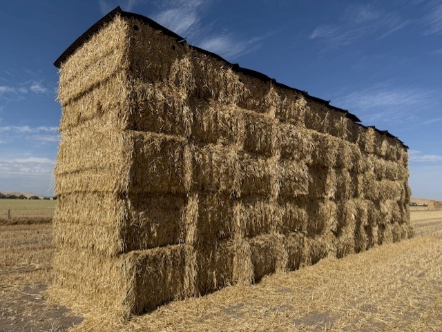 Good Quality Oaten Hay
