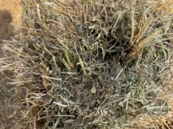 Wheat and Vetch Cereal Hay