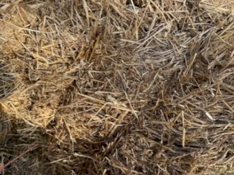Wheat and Vetch Cereal Hay