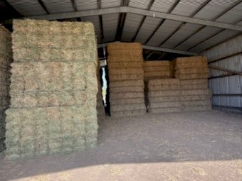 Wheat and Vetch Cereal Hay