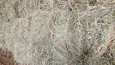 Rhodes Grass – Small Bales