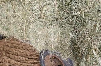 Rhodes Grass – Small Bales