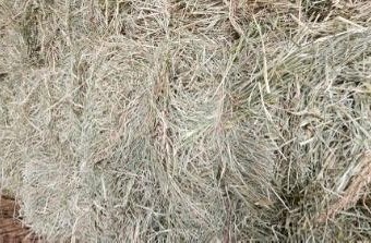Rhodes Grass – Small Bales