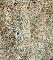 Rhodes Grass – Small Bales