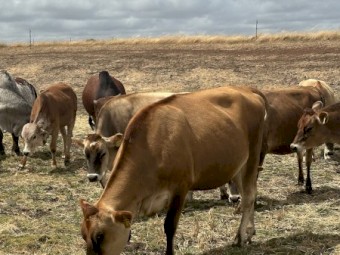 Rising 2yo Jersey Heifers for sale 