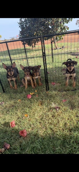 Pure Bred Kelpie Pups