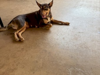 Pure Bred Kelpie Pups