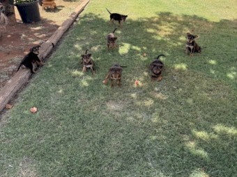 Pure Bred Kelpie Pups