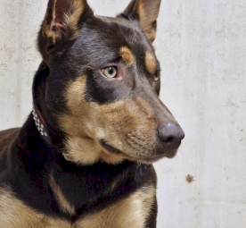 Pure Bred Kelpie Pups