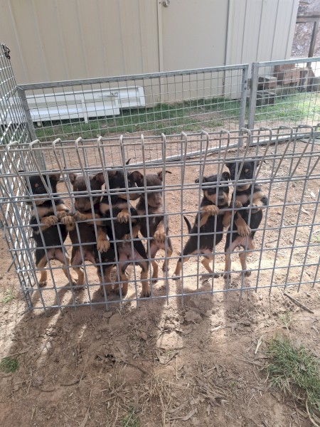Kelpie Pups