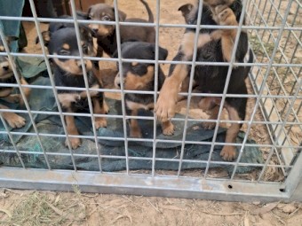 Kelpie Pups