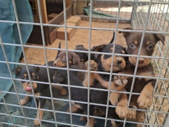 Kelpie Pups