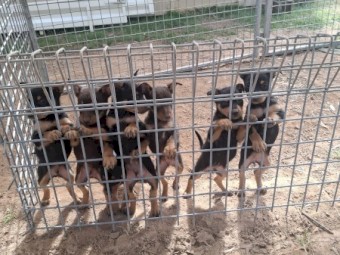 Kelpie Pups