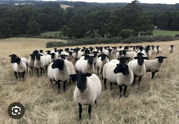 20 Suffolk ewes, 4 and 5 year old