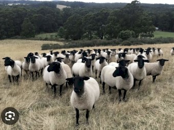 20 Suffolk ewes, 4 and 5 year old