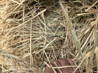wheat and rye hay