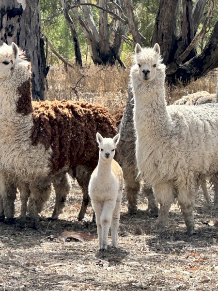 Alpacas Working & breeding Condition