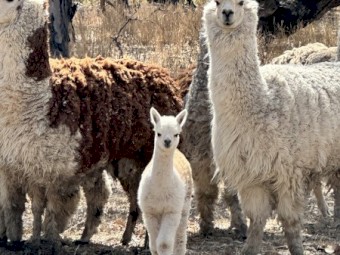 Alpacas Working & breeding Condition