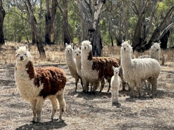 Alpacas Working & breeding Condition