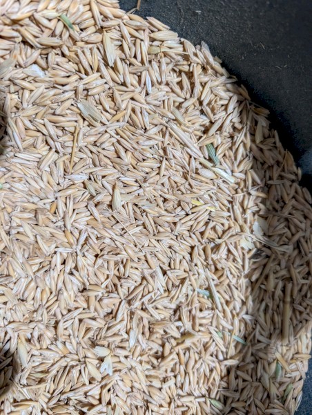 400mt Wallaby Hay Oat Seed