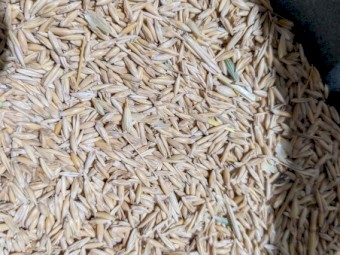 Hay oat seed - Wallaby