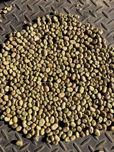 60mt Warda Faba Beans No.2s