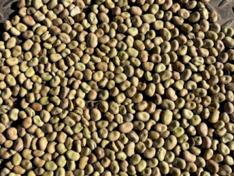 60mt Warda Faba Beans No.2s