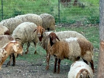 Awassi Fat Tail Sheep