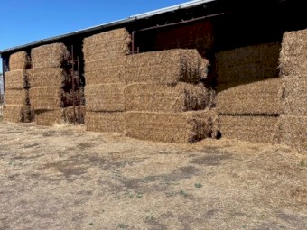 200T Vetch Hay 650kg 8x4x3 Bales