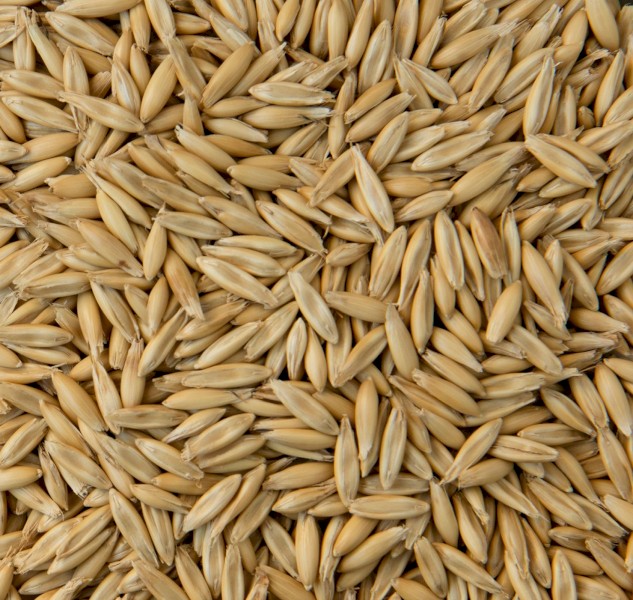 Kingbale Oat Seed