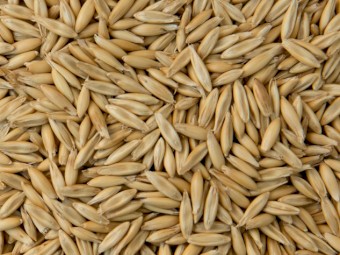 Kingbale Oat Seed