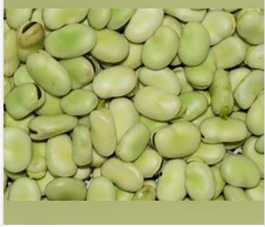 Rolled  Faba Beans 