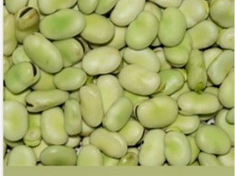 Rolled  Faba Beans 