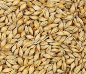 Barley Grain Available