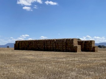 Oaten Hay