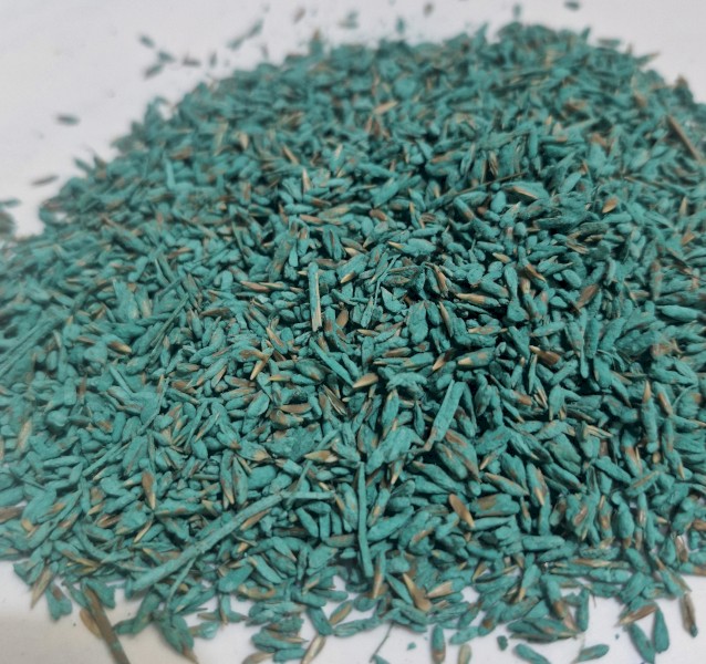 Terregen Summer Sale - Bisset Bluegrass (Bothriochloa insculpta cv. bisset), Floren Bluegrass (Dichanthium aristatum)  OR Forest Bluegrass (Bothriochloa bladhii)