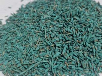 Terregen Summer Sale - Bisset Bluegrass (Bothriochloa insculpta cv. bisset), Floren Bluegrass (Dichanthium aristatum)  OR Forest Bluegrass (Bothriochloa bladhii)