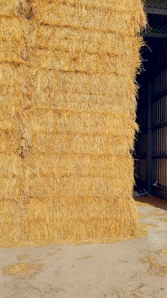 115mt Barley Hay 8x3x3 Bales