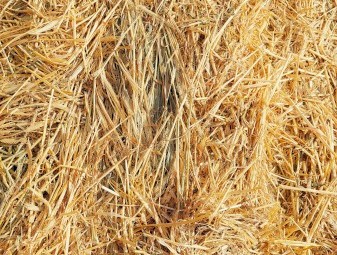 115mt Barley Hay 8x3x3 Bales
