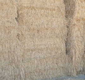 Barley and Lucerne hay
