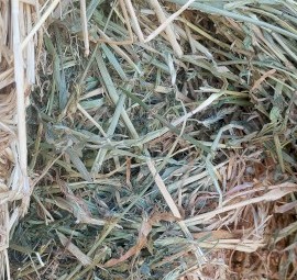 Barley and Lucerne hay