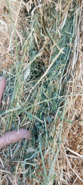 Lucerne 90% Barley 10%