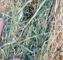 Lucerne 90% Barley 10%